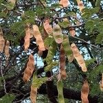 Albizia harveyi 果實