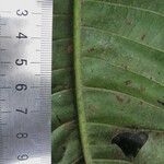 Rustia costaricensis Leaf
