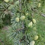 Cedrus libaniഫലം