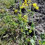 Brassica rapa Habitat