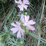 Malva moschata Floare