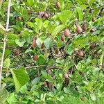 Nauclea latifolia Folio
