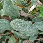 Stachys byzantina Leaf