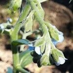 Cynoglossum amabile Blüte