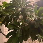 Plumeria obtusa 葉