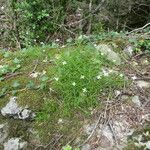 Moehringia muscosa Habit