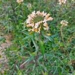 Collomia grandiflora Virág
