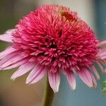 Echinacea purpurea Flor