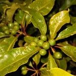 Pittosporum undulatum Плод