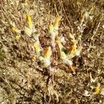 Andryala arenaria Çiçek