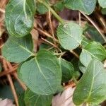 Mitchella repens Leaf