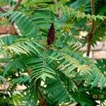 Rhus typhina पत्ता