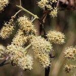 Combretum collinum Flower