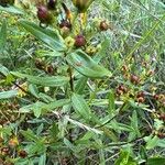 Hypericum sphaerocarpum Лист