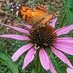 Echinacea angustifoliaFleur