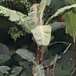 Musa ornata पत्ता