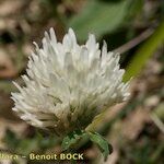Trifolium baeticum 花