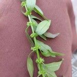 Rumex pulcher Kwiat