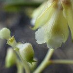 Polystachya odorata Flower