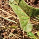 Ipomoea mombassana 叶