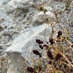 Sarcopoterium spinosum Fruit