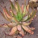 Aloe microstigma Leaf