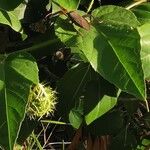 Passiflora ciliata Fruit
