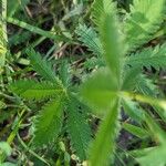 Potentilla gracilis Leaf