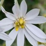 Chiliotrichum diffusum Blüte