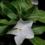 Catharanthus roseus Flower