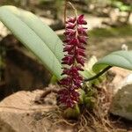 Bulbophyllum pumilum Flor