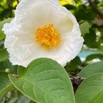 Stewartia ovata Blüte