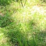 Paspalum distichum Flower