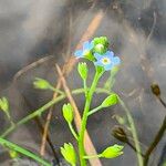 Myosotis laxa 花