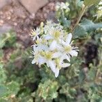 Clematis ligusticifolia Blomst