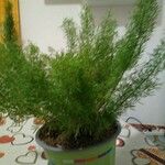 Asparagus setaceus Leaf