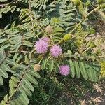 Mimosa pigra 花