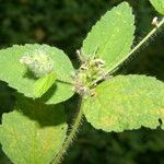 Croton hirtus Fuelha