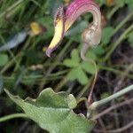 Aristolochia sempervirens Virág