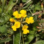 Hippocrepis comosa Virág