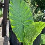 Colocasia esculentaLiść