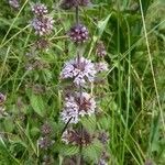 Mentha × verticillata Blomma