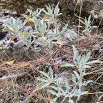 Salvia apiana Leaf
