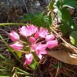 Allium unifolium Blomma