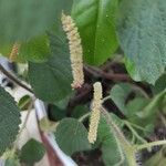 Acalypha aristata Flor