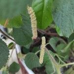 Acalypha alopecuroidea Flower