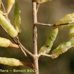 Salicornia stricta 果実