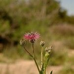 Volutaria tubuliflora Flor