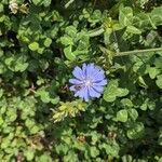 Cichorium endiviaKwiat