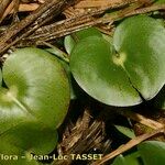 Heteranthera reniformis Folha